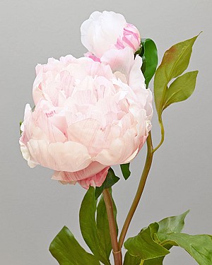 Peony Open with Bud 19.5&quot; White/Pink