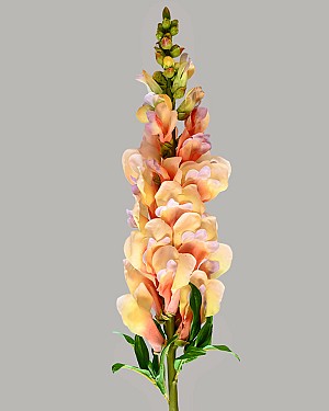 Snapdragon 30&quot; Yellow/Purple