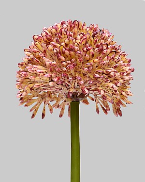 Allium 17.5&quot; Lavender