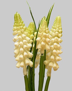 Muscari Bundle 10&quot; White