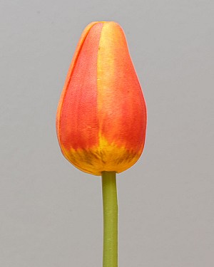Pointed Tulip 15.5&quot; Orange