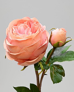 Rose English 19&quot; Dark Salmon