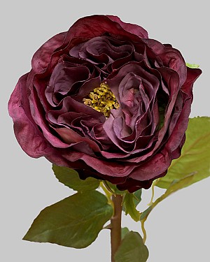 Rose Dutchess Bud 21.5&quot; Burgundy