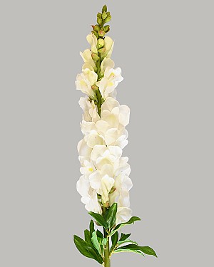 Snapdragon 30&quot; White