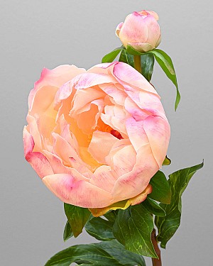 Peony with Bud 23&quot; Peach