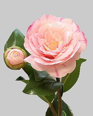 Camellia 24&quot; Light Pink