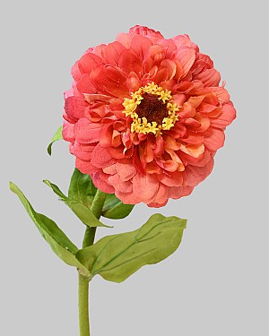 Zinnia 23" Red