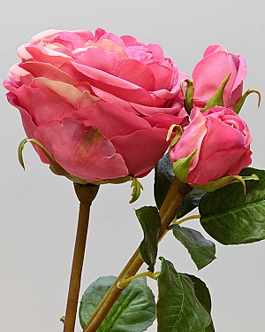 English Rose Titania 22.5&quot; Pink/Red