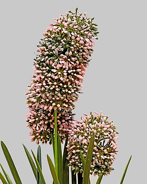 Hyacinth Bush 13&quot; Pink