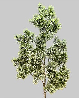 Noble Fir Spray 35&quot; Green/White