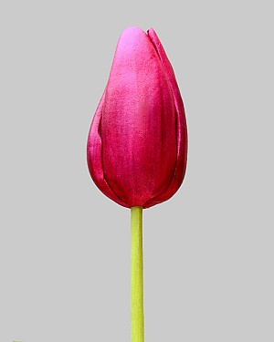Dutch Tulip Bud 22.5" Fuchsia