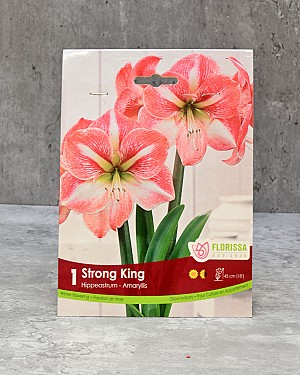 Amaryllis Bulb - Strong King