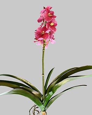 Vanda Orchid 24&quot; Pink