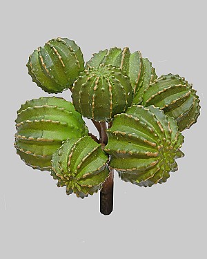 Barrel Cactus Bunch 5.5&quot; Green