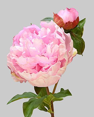 Peony Open with Bud 19.5" Pink