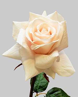 Rose Dutchess Open 20" Beige