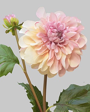 Dahlia 25&quot; Brush Pink