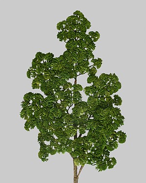 Sedum Pine Spray 32&quot; Green