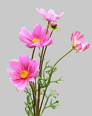 Cosmos Spray 29&quot; Pink