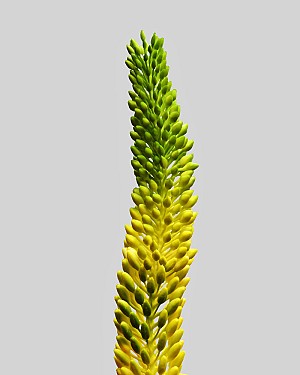 Foxtail Lily 33&quot; Yellow/Green