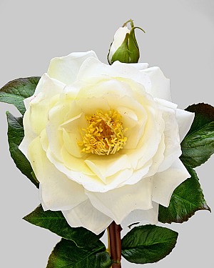 English Rose 19" Cream