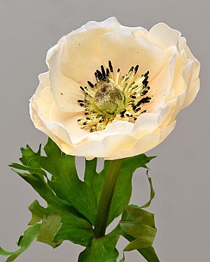 Anemone 17.5&quot; Cream