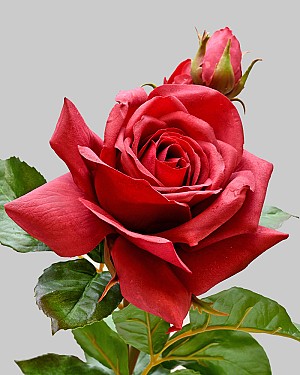 English Rose Tomora 22" Red