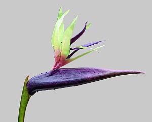 Bird of Paradise 33.5&quot; Purple/Green