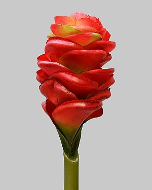 Ginger Cone 24&quot; Red