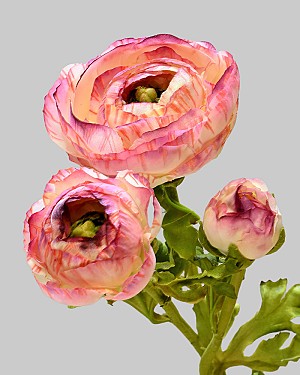 Ranunculus 29" Pink/White