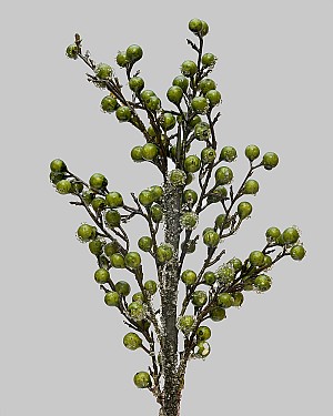Iced Berry Branch 22&quot; Green