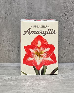 Amaryllis Gift Kit - Red