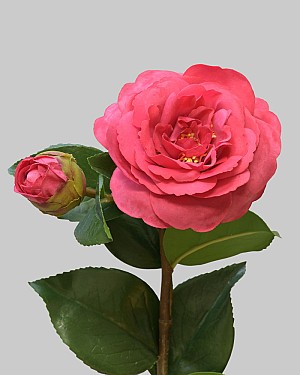 Camellia 24&quot; Red