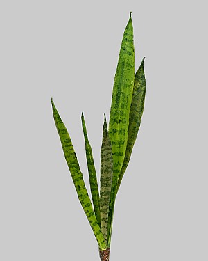 Sansaveria Plant 23&quot; Green