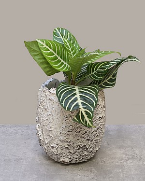 Bark &amp; Leaf - White