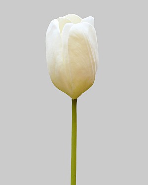 Dutch Tulip 24.5" White