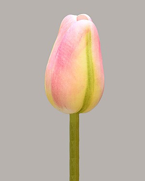 Pointed Tulip 15.5&quot; Pink/Green