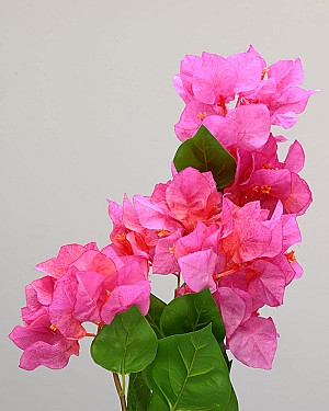 Bougainvillea 34.5&quot; Fuchsia