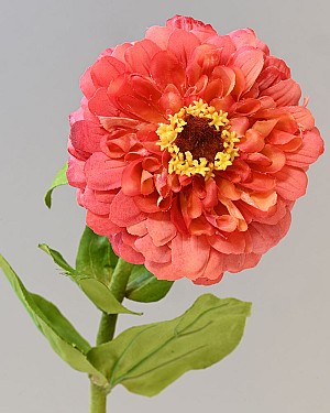 Zinnia 23&quot; Red