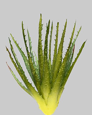 Mini Aloe Succulent 10&quot; Green