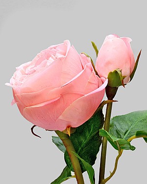 English Rose Cambridge 20" Pink
