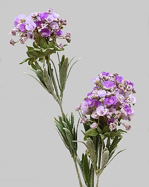 Mountain Laurel 30&quot; Lavender