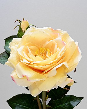 English Rose 19&quot; Light Yellow