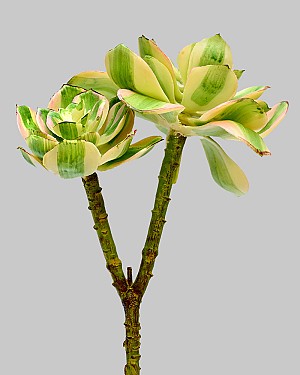 Succulent 10&quot; Variegated 