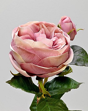 Rose English 19&quot; Lavender