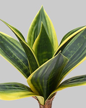 Mini Sanseveria 9&quot; Green/Yellow