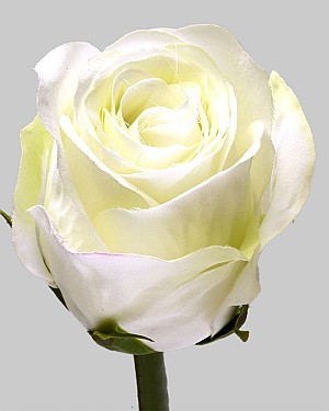 Rose Dutchess Bud 8&quot; White