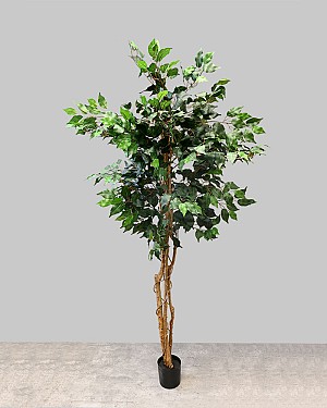 Ficus Tree 72&quot;H
