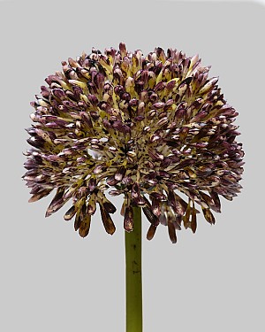 Allium 17.5&quot; Violet