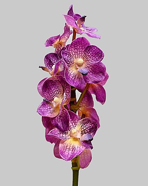 Vanda Orchid 21&quot; Deep Purple